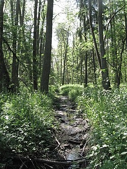 Buchsenes Bischach unterhalb des Bruchwald Alte Fischach, Blick bachaufwärts.jpg