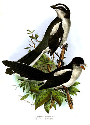 Newton shrike (Lanius newtoni), lower figure, with Lanius collaris marwitzi (above)