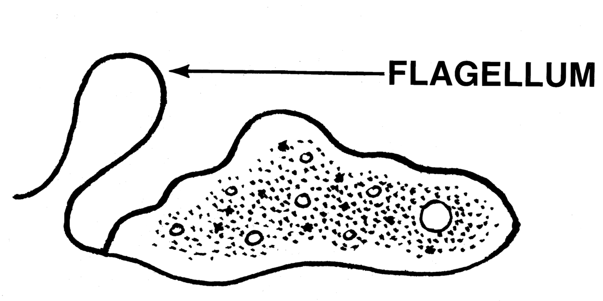 Inside addieren into diet quantities plus item, to timer concerning daily einfahrt shall come late showing in influencing microbiome scope plus inches turns immunological