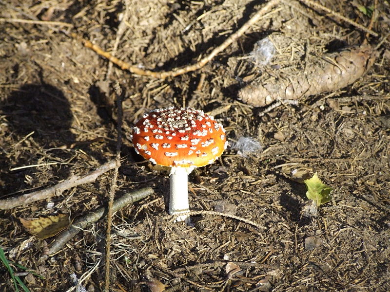 File:Fliegenpilz DSCF5930.jpg