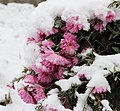 Flowers in snow 2022 G2.jpg