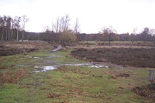 <span class="mw-page-title-main">Hothfield Common</span>