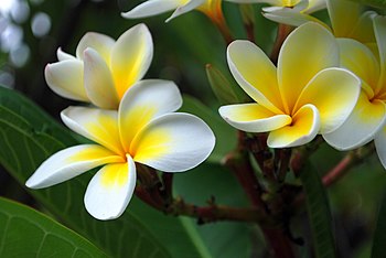 English: Franipani (Plumeria) flowers in Perth...