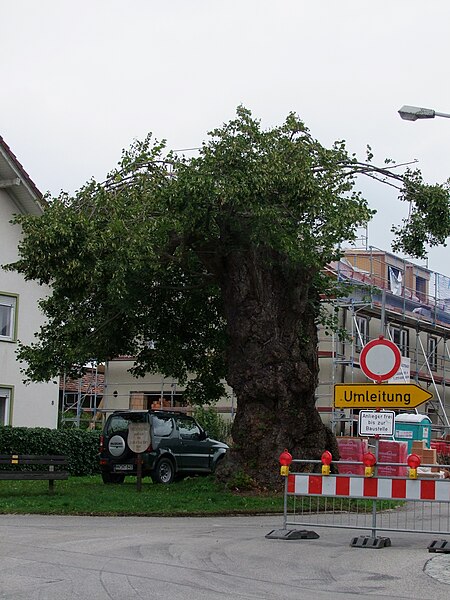 File:Friedenslinde Schöneschach.JPG