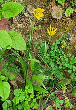 Thumbnail for Fritillaria conica