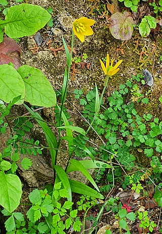 <i>Fritillaria conica</i> Species of flowering plant in the lily family Liliaceae