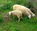 FrizArta sheeps.jpg