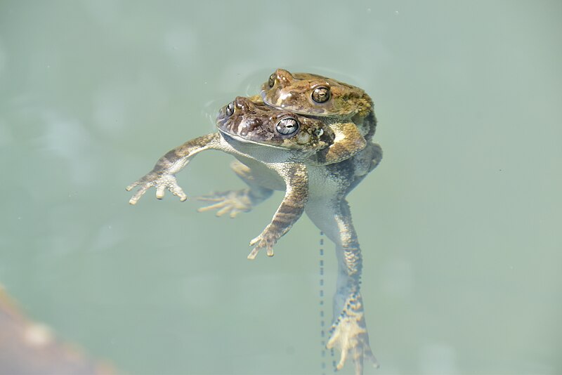 File:Frogs mating (7).jpg