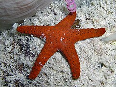 File:Fromia milleporella - Vicki's Reef.jpeg (Category:Echinoderms of Queensland)