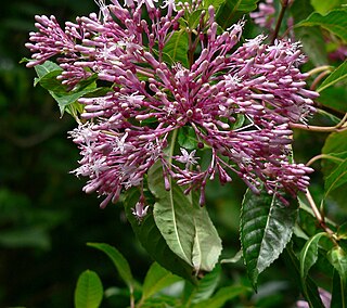 <i>Fuchsia paniculata</i> Species of flowering plant