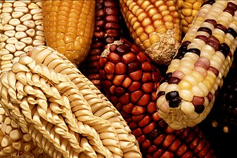El blat de moro, domesticat a Mesoamèrica, portat per les cultures andines