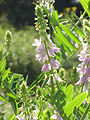 Galega officinalis