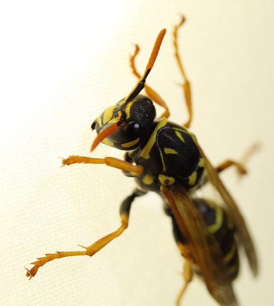 File:Gallische Feldwespe Polistes dominula 4352.jpg