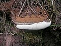 Ganoderma applanatum