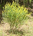 Genista tinctoria''.