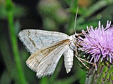 Geometridae - Mesotype verberata-001.JPG