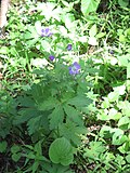 Миниатюра для Файл:Geranium protensis.jpg