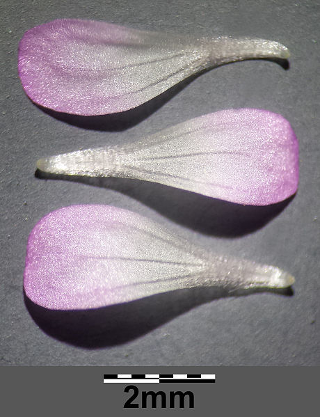 File:Geranium rotundifolium sl8.jpg