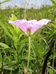 花序柄と花柄に開出毛が密生する。萼片は縦に5-7脈があり、先端は芒状にとがり、外面の脈上に白い開出した長い毛が密生する。