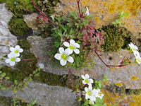 Saxifraga globulifera