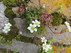 Gibraltar Saxifrage.jpg