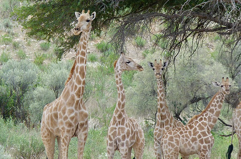 File:Giraffes (Giraffa camelopardalis) (51091281474).jpg