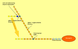 Glykogen: Struktur des Glykogens, Glykogen im menschlichen Stoffwechsel, Glykogen-Synthese