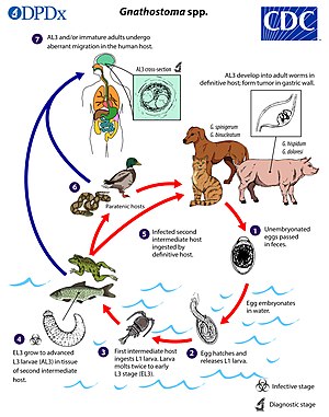 Gnathostoma Life Cycle
