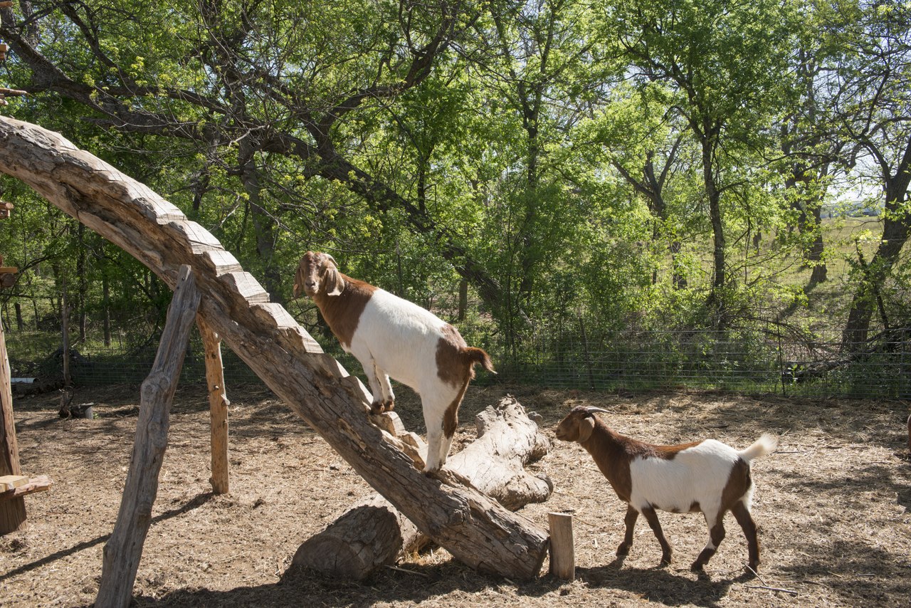 File:Goats, part of the attraction, along with fresh ...