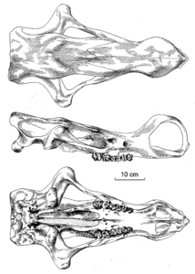 Gobiatherium-Skull.png