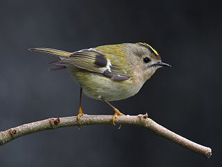 Goldcrest A small passerine bird in the kinglet family