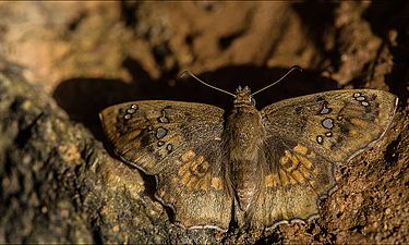 Dorsal view