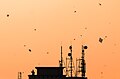 File:Golden Hour Kite Flying at Shaikrain Festiva.jpg