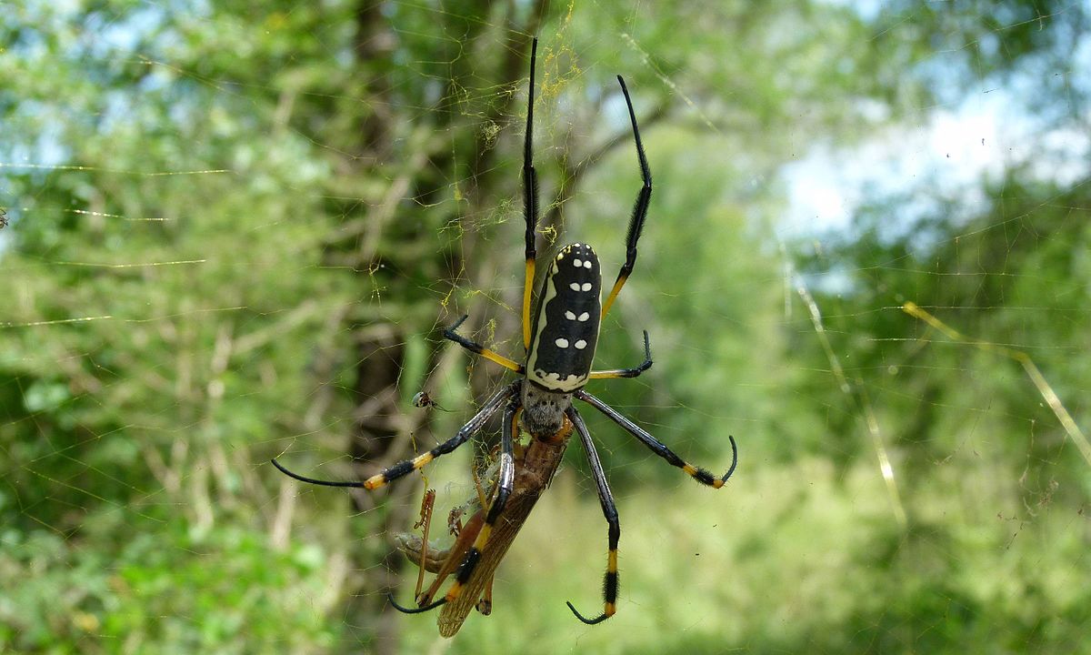 File Golden Orb Web Spider Nephila Senegalensis 5984766268 Jpg