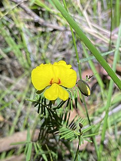 <i>Gompholobium pinnatum</i> Species of legume