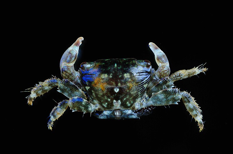 File:Grapsidae (MNHN-IU-2010-5054).jpeg