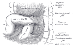 Superior and inferior duodenal fossæ