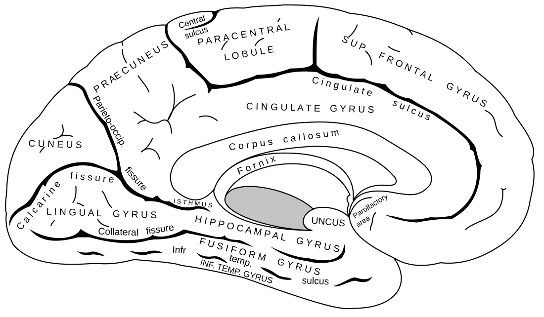 Left-brain interpreter