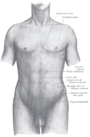 Tronc (anatomie)
