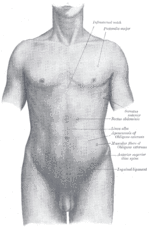 Grays Anatomy image1219.gif