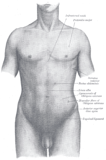 Torso Central part of the living body