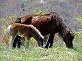 Ponies (Grayson Highlands)