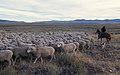 Grazing Idaho sheep.jpg