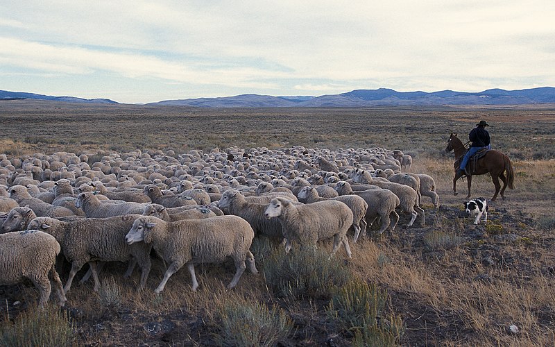 File:Grazing Idaho sheep.jpg