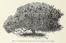 A botanical illustration of the plant. Grease-wood adenostoma fasciculatum 6 feet high.jpg