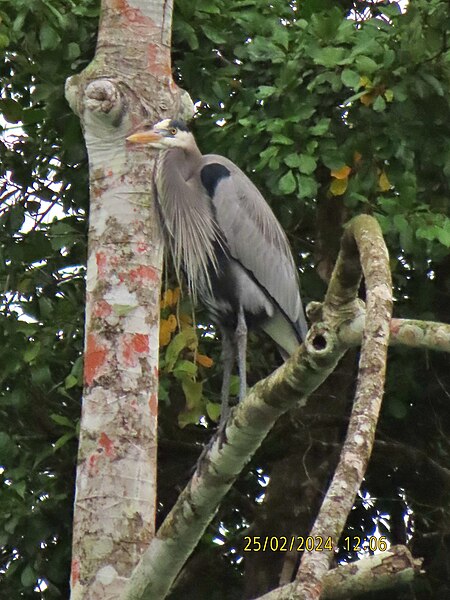 File:Great Blue Heron imported from iNaturalist photo 353674436 on 26 February 2024.jpg