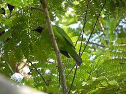 Greater Green Leafbird camouflage.jpg