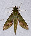 Green Hawkmoth (Xylophanes chiron nechus) (26901244109).jpg