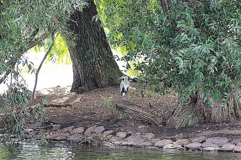 File:Grey heron (9785275923).jpg