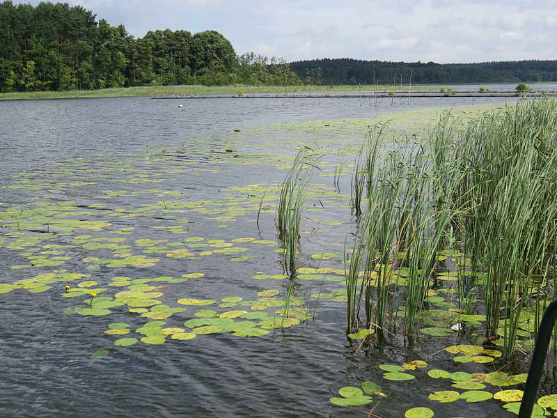 File:Großer Küstrinsee 2013-08-10 ama fec.JPG